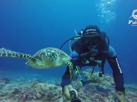 Discover the underwater beauty of Maldives