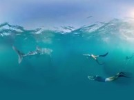 Ningaloo Marine Park,  Western Australia