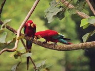 Перу. Feathers and footsteps in the Peruvian Amazon Jungle