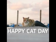 Happy International Cat Day!